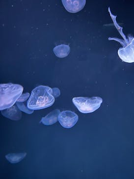 サンシャイン水族館に投稿された画像（2022/8/12）