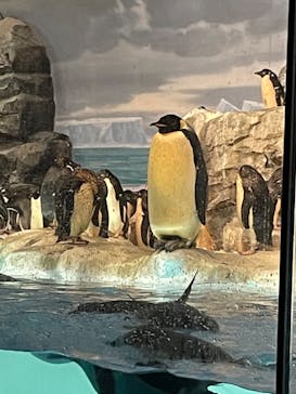 名古屋港水族館に投稿された画像（2022/8/12）