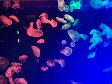 名古屋港水族館に投稿された画像（2022/8/12）