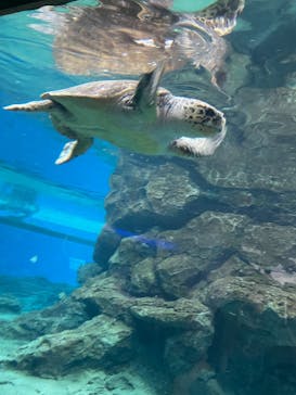 名古屋港水族館に投稿された画像（2022/8/12）