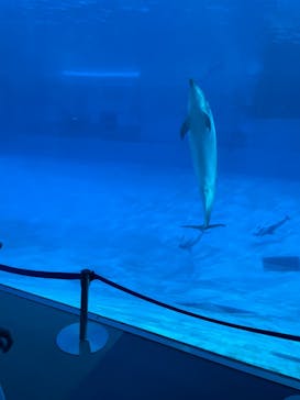 名古屋港水族館に投稿された画像（2022/8/12）