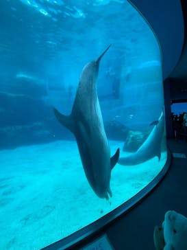 名古屋港水族館に投稿された画像（2022/8/12）