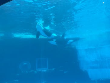 名古屋港水族館に投稿された画像（2022/8/12）