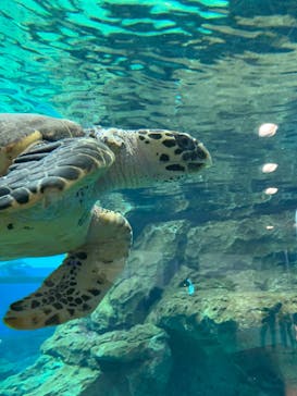 名古屋港水族館に投稿された画像（2022/8/12）