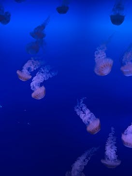 新江ノ島水族館に投稿された画像（2022/8/12）