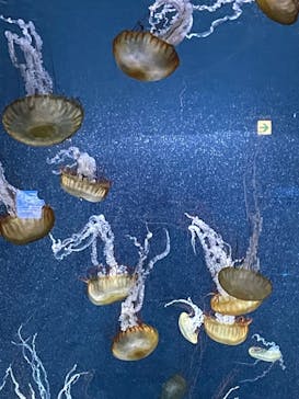 新江ノ島水族館に投稿された画像（2022/8/12）