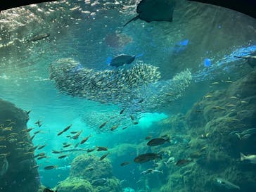 新江ノ島水族館に投稿された画像（2022/8/12）