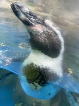 新江ノ島水族館に投稿された画像（2022/8/12）
