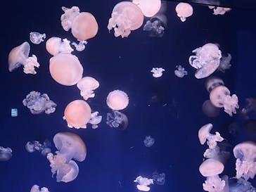 新江ノ島水族館に投稿された画像（2022/8/12）