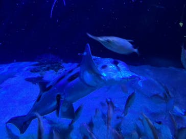 サンシャイン水族館に投稿された画像（2022/8/12）