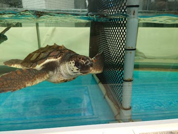 名古屋港水族館に投稿された画像（2022/8/12）