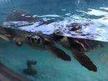串本海中公園水族館に投稿された画像（2022/8/12）