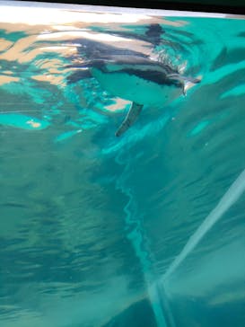 アクアワールド茨城県大洗水族館に投稿された画像（2022/8/12）