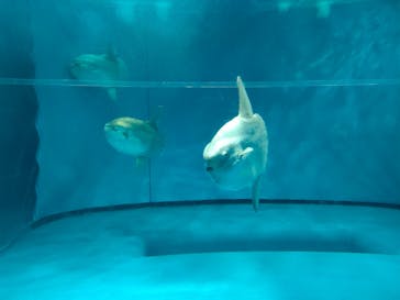 アクアワールド茨城県大洗水族館に投稿された画像（2022/8/12）