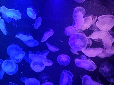 マリンワールド海の中道に投稿された画像（2022/8/12）