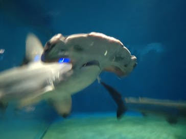 アクアワールド茨城県大洗水族館に投稿された画像（2022/8/12）