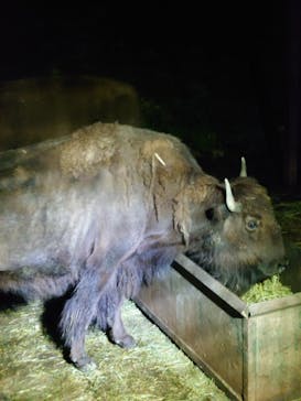 那須サファリパークに投稿された画像（2022/8/12）