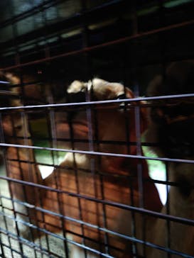 那須サファリパークに投稿された画像（2022/8/12）