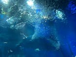 アクアワールド茨城県大洗水族館に投稿された画像（2022/8/12）