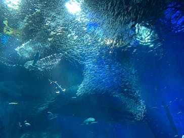 アクアワールド茨城県大洗水族館に投稿された画像（2022/8/12）