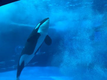 名古屋港水族館に投稿された画像（2022/8/12）