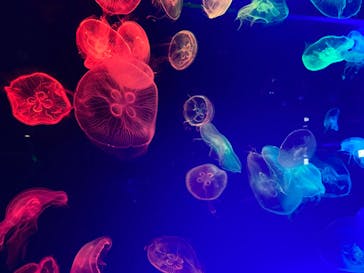 名古屋港水族館に投稿された画像（2022/8/12）