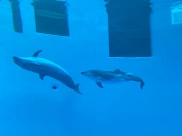 名古屋港水族館に投稿された画像（2022/8/12）