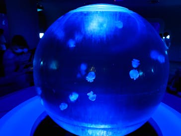 新江ノ島水族館に投稿された画像（2022/8/12）