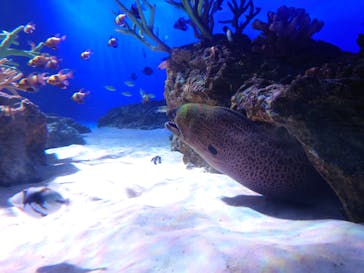 新江ノ島水族館に投稿された画像（2022/8/12）