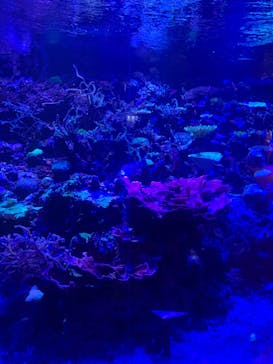名古屋港水族館に投稿された画像（2022/8/12）