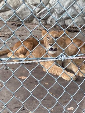 群馬サファリパークに投稿された画像（2022/8/12）