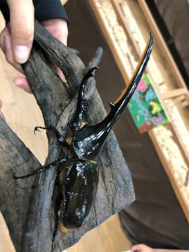 淡路ファームパーク イングランドの丘に投稿された画像（2022/8/12）