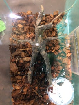 淡路ファームパーク イングランドの丘に投稿された画像（2022/8/12）