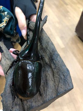 淡路ファームパーク イングランドの丘に投稿された画像（2022/8/12）