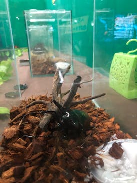 淡路ファームパーク イングランドの丘に投稿された画像（2022/8/12）