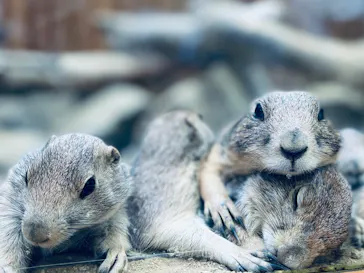 神戸どうぶつ王国に投稿された画像（2022/8/12）