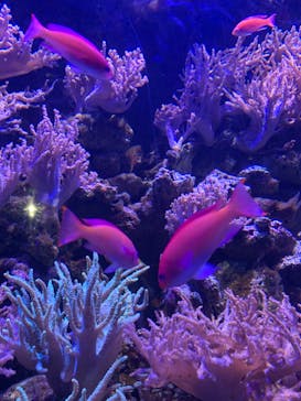 名古屋港水族館に投稿された画像（2022/8/12）