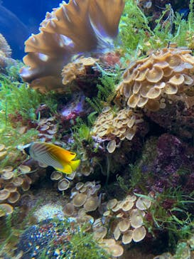 名古屋港水族館に投稿された画像（2022/8/12）