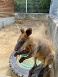 しろとり動物園に投稿された画像（2022/8/12）