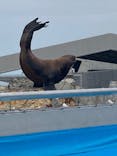 大分マリーンパレス水族館 「うみたまご」に投稿された画像（2022/8/12）