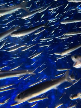 大分マリーンパレス水族館 「うみたまご」に投稿された画像（2022/8/12）