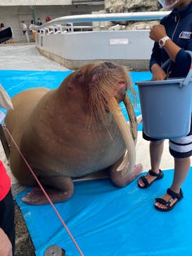 大分マリーンパレス水族館 「うみたまご」に投稿された画像（2022/8/12）