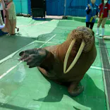 ゼロ距離水族館 伊勢シーパラダイスに投稿された画像（2022/8/12）