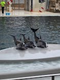 城崎マリンワールドに投稿された画像（2022/8/12）
