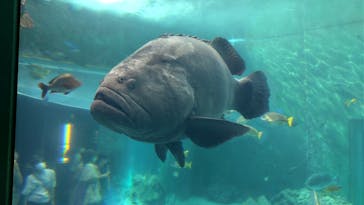 沖縄美ら海水族館に投稿された画像（2022/8/12）