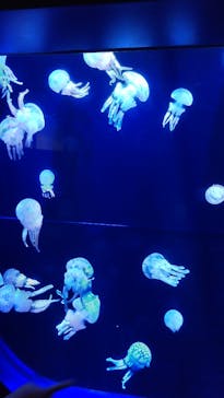 沖縄美ら海水族館に投稿された画像（2022/8/12）