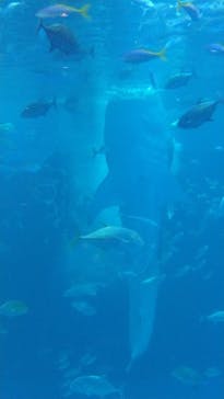 沖縄美ら海水族館に投稿された画像（2022/8/12）