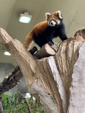 那須どうぶつ王国に投稿された画像（2022/8/12）