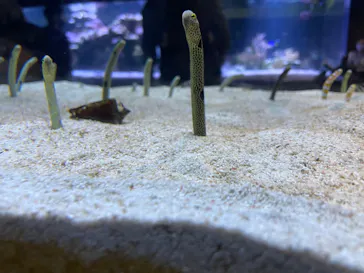 すみだ水族館に投稿された画像（2022/8/12）