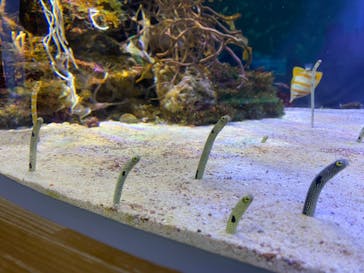 名古屋港水族館に投稿された画像（2022/8/12）